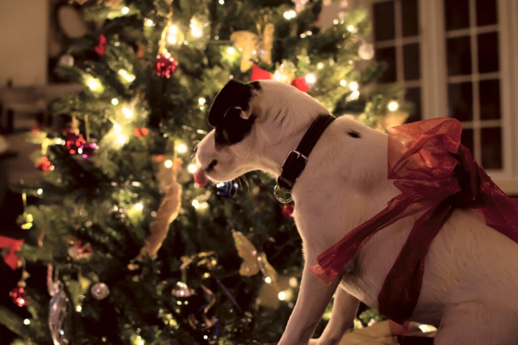 Consejos para una Navidad Segura para tu Perro