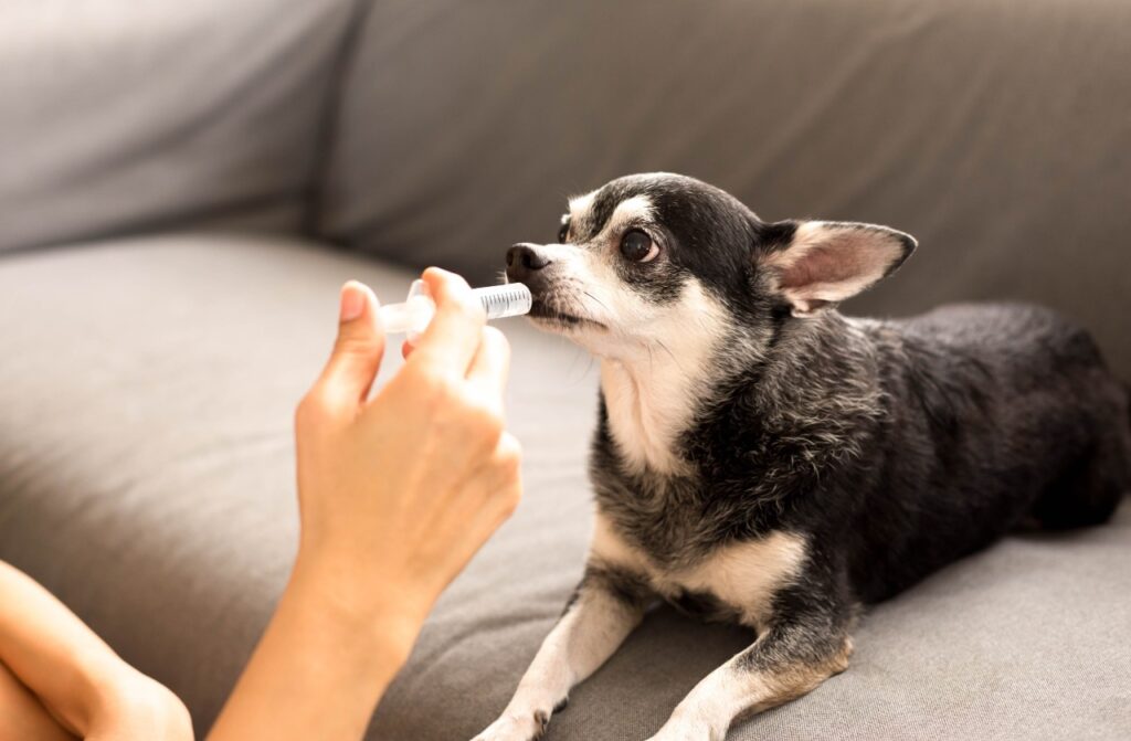 Cuidar perros con necesidades especiales: un reto para crecer