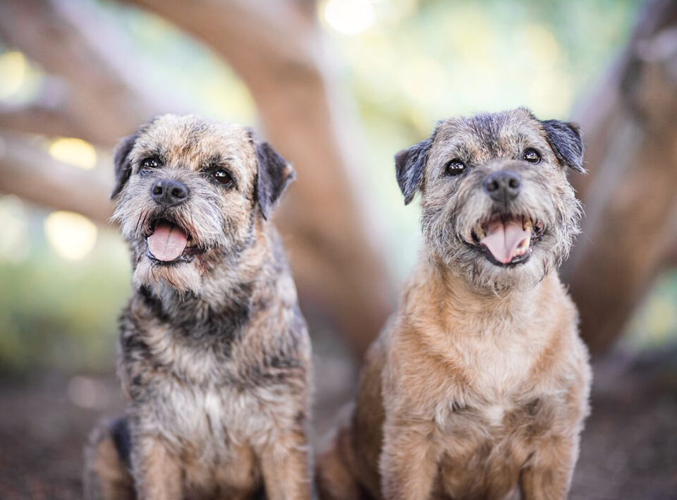 Tipos de perros que botan mucho menos pelaje en casa