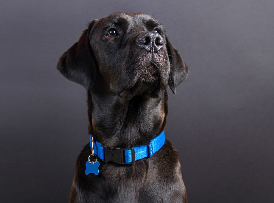 Collares para perros: aprende a elegir el más indicado