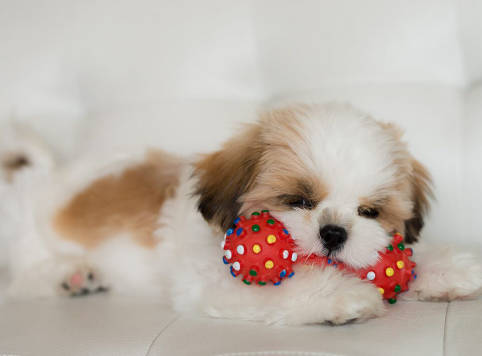 Perritos pequeños: elige nombres graciosos para tu mejor amigo