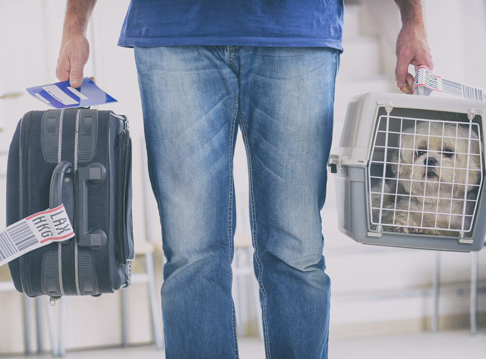 Jaula para perros: cuándo transportar a tu peludo en ella