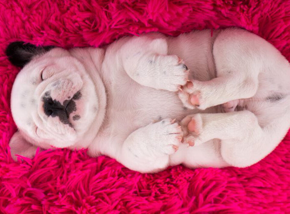 Perritos bebés ¿a qué edad es recomendable adoptarlos?