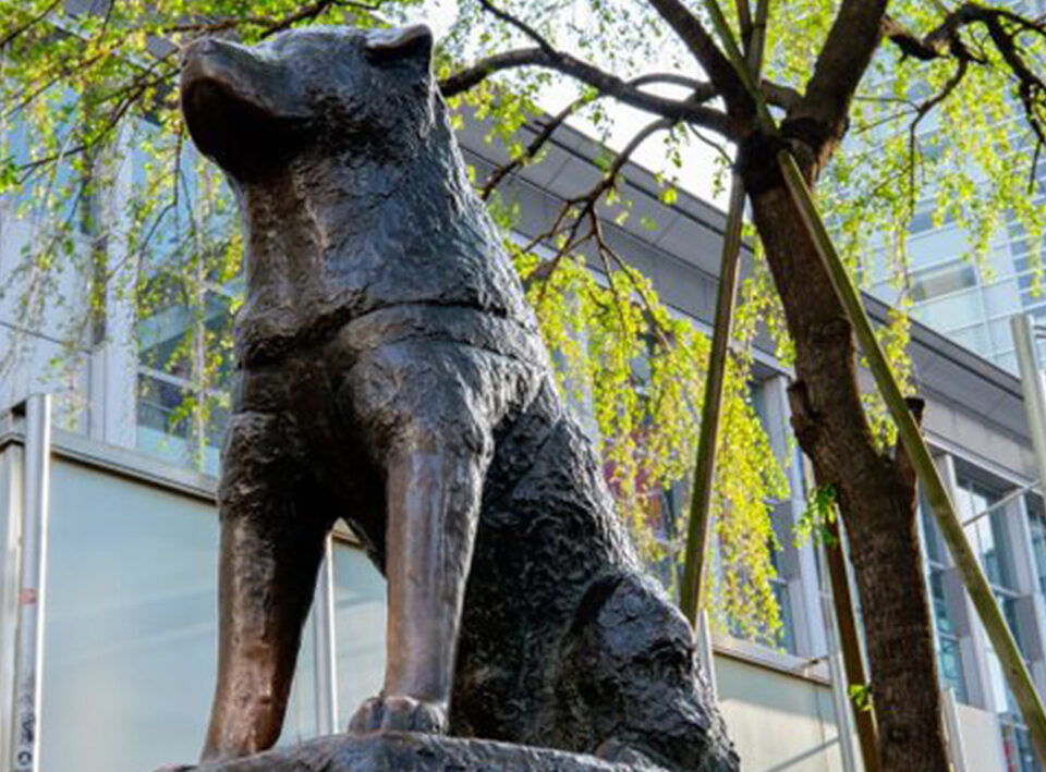 Nombres de perros famosos en la historia de la humanidad