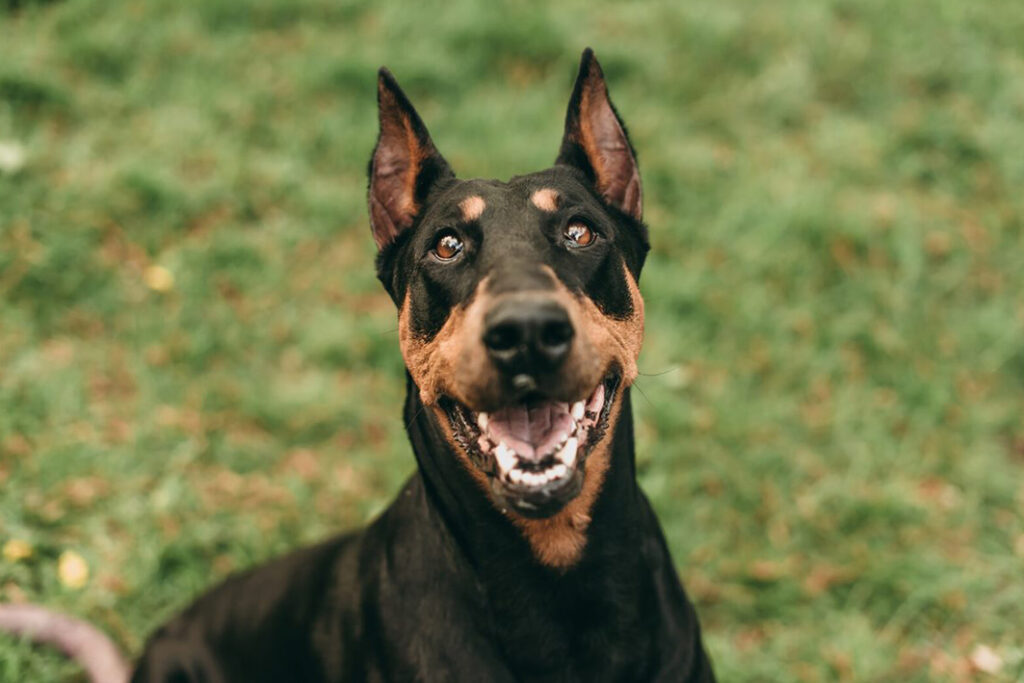 Tipos de perros que botan mucho menos pelaje en casa 